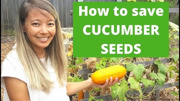 How to Collect and Save Cucumber Seeds