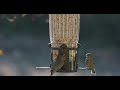 Birds feeding in our backyard 4K