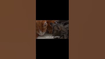 #سورة_النحل
