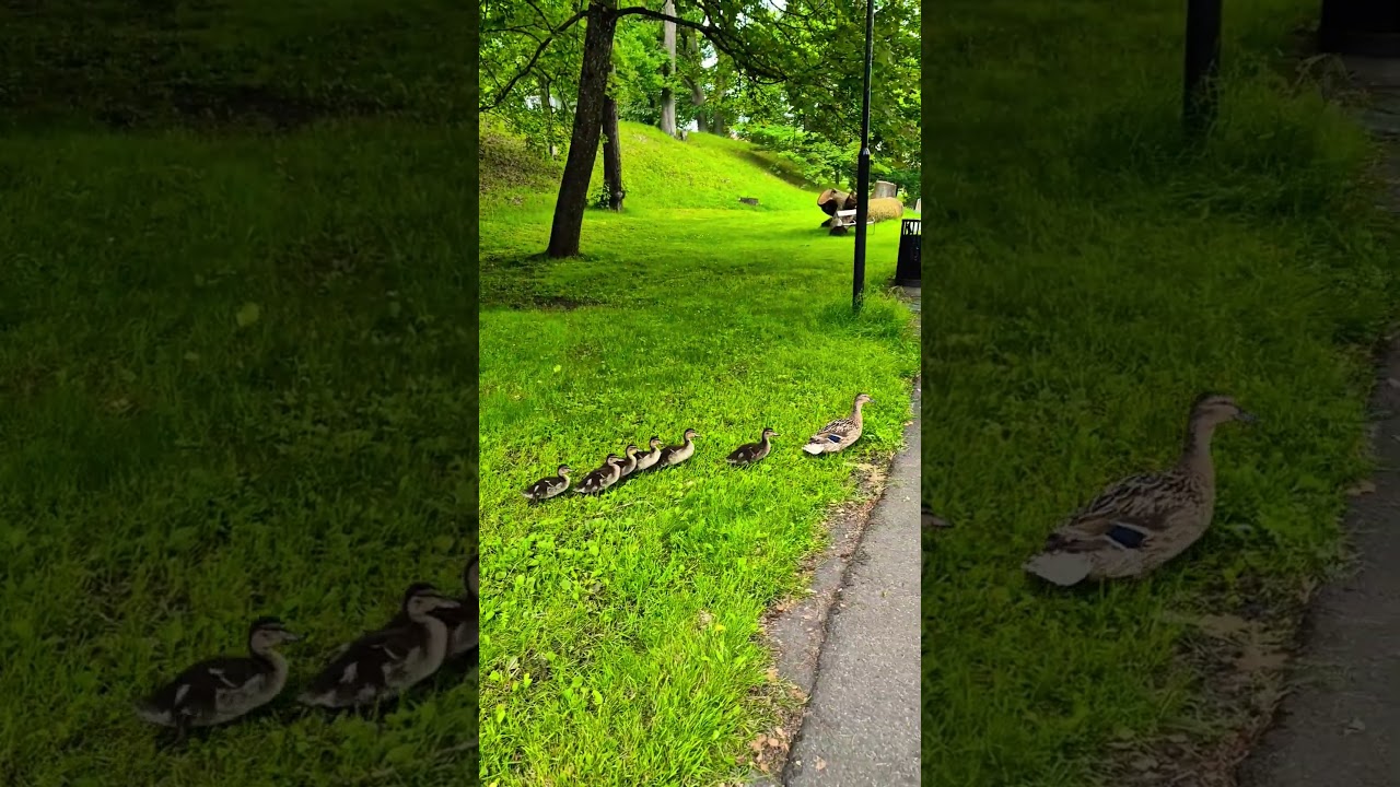 И снова забавные уточки с мамой. And again funny ducks with their mother.