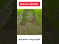 ඔයාටත් පේනවද? 🙏🙏