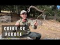 Cofre de Perote🗻 | Buscando una de las serpientes de cascabel mas pequeñas de México🐍