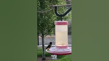 Black-Chinned Hummingbird