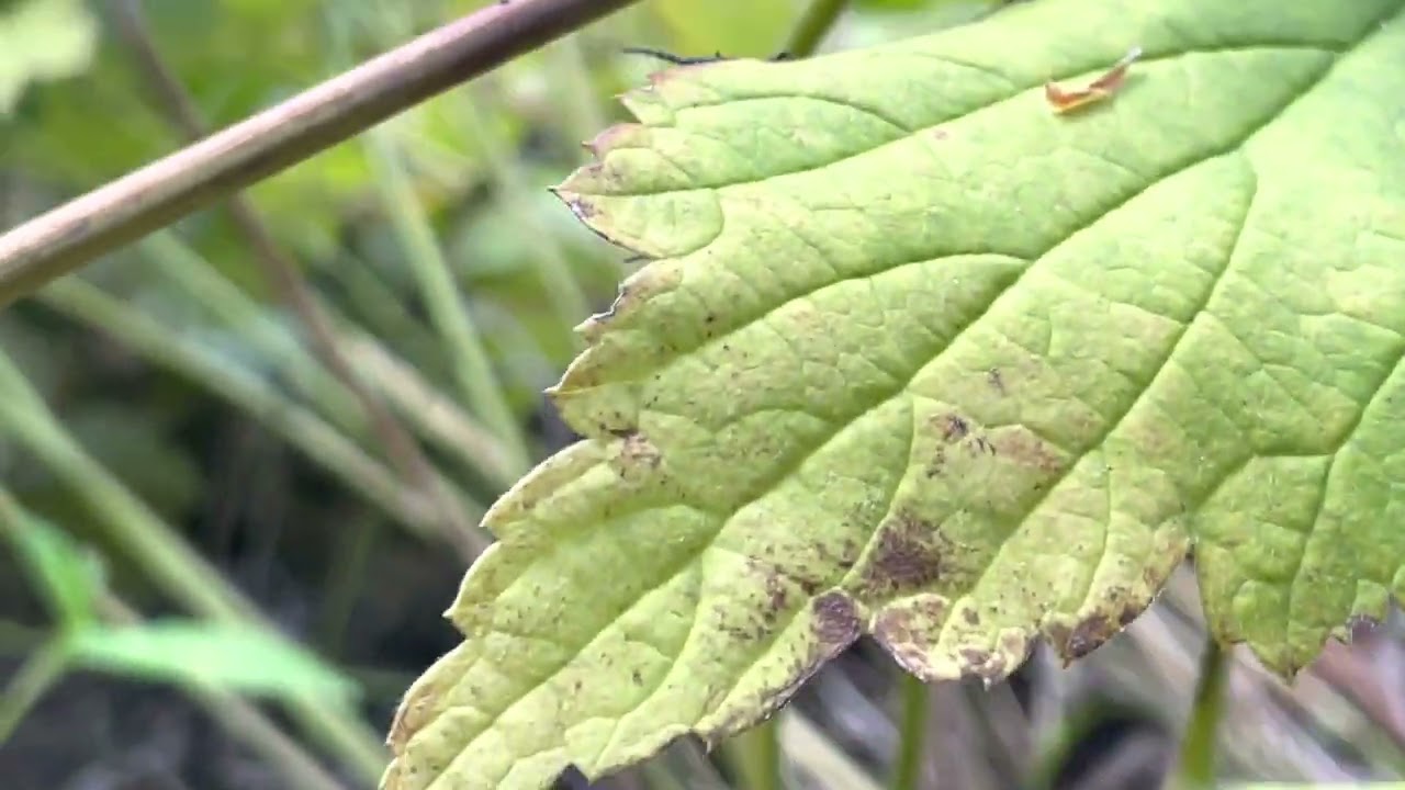 Blister beetles chomp anemone