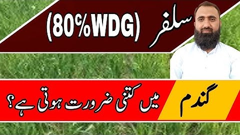 How much sulfur is required for Wheat Crop || Bilal Kanju Official