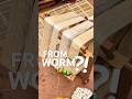 From Worm to Silk 😱 How This Thread Is Made! Satisfying Process You Won’t Believe This! #silkthread