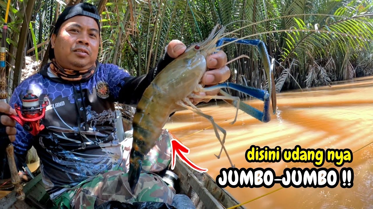 Tak disangka sungai ini di huni banyak udang galah jumbo & ikan langka !!!