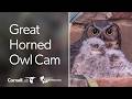 Great Horned Owl Cam at the Wildflower Center | Cornell Lab