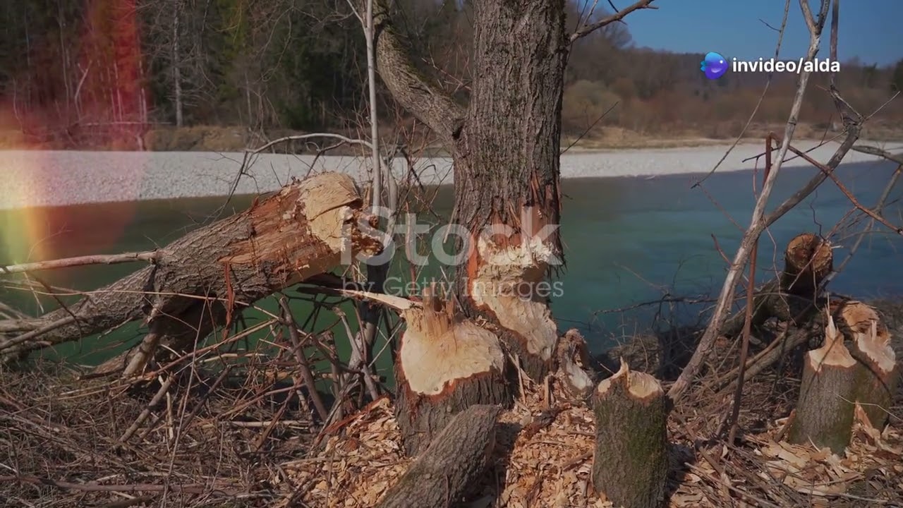 Architect Animals Part 2: Beavers, Engineers of Rivers and Wetlands