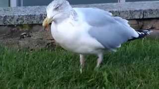 Download Lagu Michael the 'River Dance' Seagull MP3 Download Lagu Michael the 'River Dance' Seagull MP3