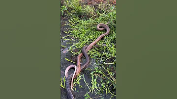 Amazing Snake Scene Captured Live 