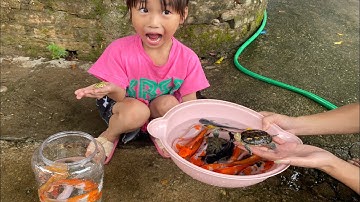 Vui học cùng bé-giải cứu cá,rùa,tôm,ếch…khỏi dòng suối cùng bé chip,học tên và màu sắc của chúng