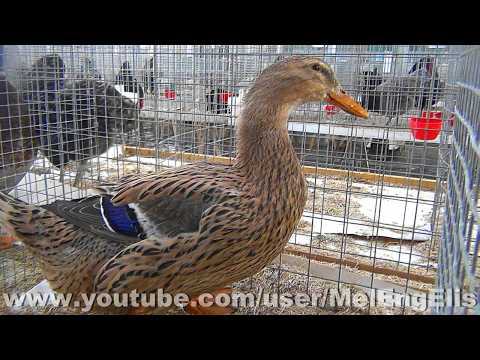 Canard de Rouen français truité - Exposition Avicole de Saint-Ouen (Somme) 2026