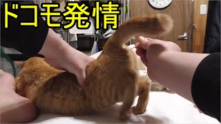 おかわりの発情期猫の綿棒の時間だァァァァァ