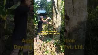 Inoculation Of Agar Tree By Doyang Agro. Tech. Pvt. Ltd.