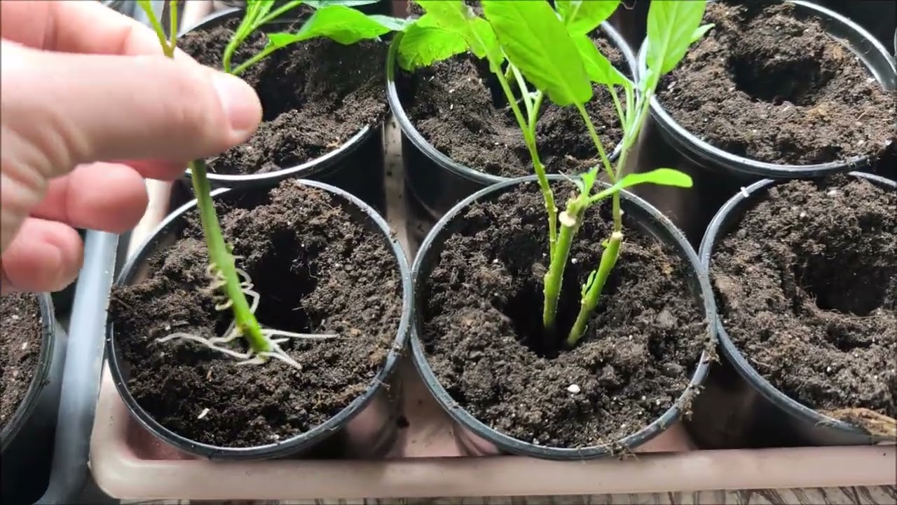 Динна груша, Пепіно/ Пепино . Вкорінення пасинків під розсаду на сезон 2026. Частина 4.