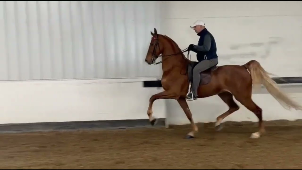 ShowHorseSales   Let's Joe Tango RWF