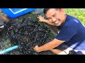 ARTIFICIAL BREEDING (5th day )  From eggs to baby fish - Day 1- 5 babies of catfish ( Harvesting)