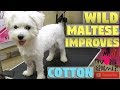 Wild Maltese Groom Update