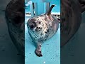 The seal is happy #funny #funnyanimals #seal