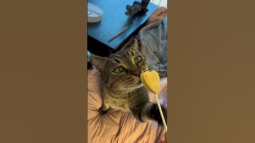 Cats go BONKERS for Bonkers Purr Pops 🐈‍⬛ get a pack for YOUR cat to try! #bonkers #purr #cats