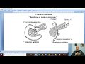 تشريح الجهاز الهضمي GIT باللغة العربية 33 البنكرياس الجزء الأول د وهدان mp3