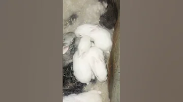 خلفه صغار انثى الارنب نتائج سلالات واعلاف منازع 