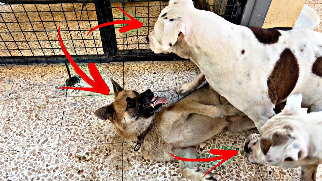 Бойка, Султан и свирепый пёс с пятничного рынка | Он должен уйти 🤯