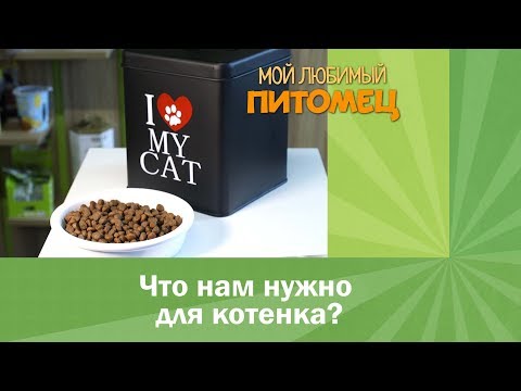 Что нам нужно для котенка. Список необходимых покупок.