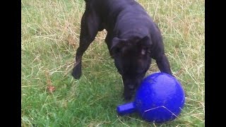 Staffordshire Bull Terrier Jolly Jax Legging It.