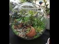 +100 Mini garden and terrarium - pequenos jardins e terrários