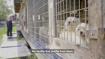 Why Animals Need the PREPARED Act