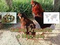 Gallina Araucana