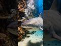 Great White Shark Rules the Deep Ocean 🦈 #Shorts #shark #ocean