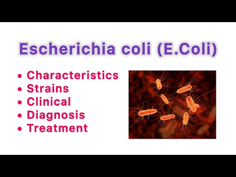 Escherichia coli E coli Pathogenic Strains Diagnosis