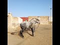 الله الله خويا مشاء الله الزرك ناشت مسكين خويا حسن الله يصلح الكسيبة
