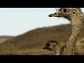 Quinta liberación de ñandúes en el Parque Nacional Patagonia