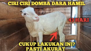 CIRI CIRI DOMBA GARUT DARA HAMIL MUDA || DIBAWAH 2 BULAN⁉️