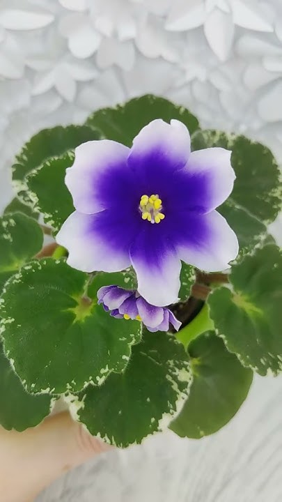Фиалка Р-Дурман #flowers - YouTube