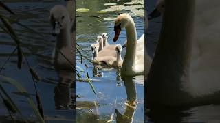 Маленькі пухнасті лебеді😍🐥🥰 #experiment #nature #electrician #wildlife #diy #animals #swan