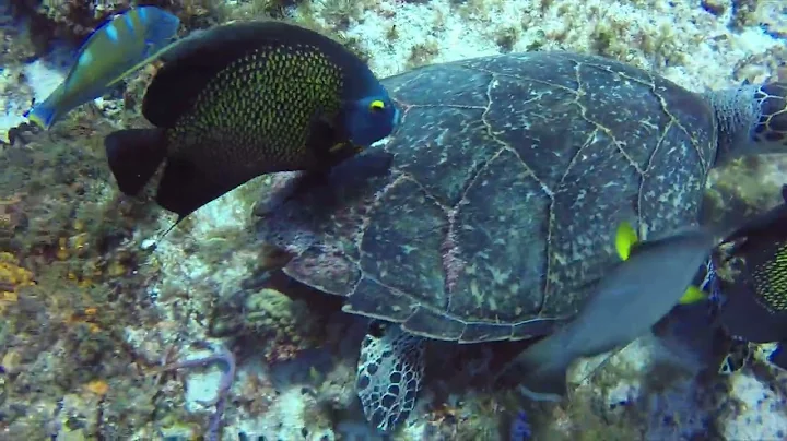 COZUMEL