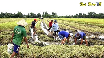 Săn bắt Cá Mùa Bão, Cá Trê Cá Ngát Nấu Mẻ Cá Trê Nướng Món Ngon Miền Tây/Catch The Fish/NGÃ NĂM TV