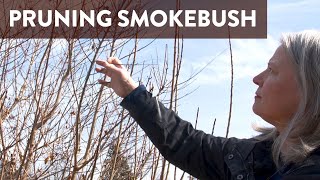 Why You Should Prune Smokebush and How to Prune It