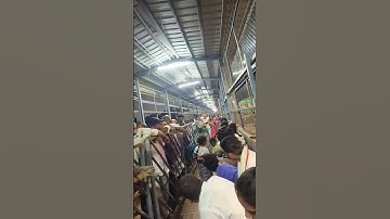 Too much rush at tirumala😱🙏 #tirumala #ttd #live #darshan #yt #tirupati #omnamovenkateshaya  #shorts