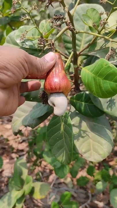 kaju ka ped (cashew tree) #viral video