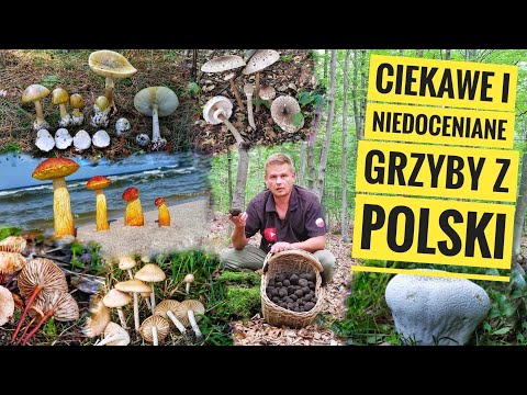 Niedoceniane i niesamowicie ciekawe grzyby z Polski. Porównanie Czubajka kania i Muchomor zielonawy.