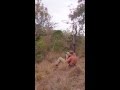 Hunting wild dogs in Australia