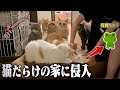 【大事件】猫14匹いる家にカエルが侵入し、地獄と化しました。