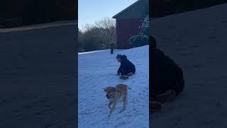 Boy rides sled down snow hill then dog hops on him and knocks him over