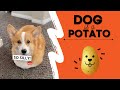 Dog thinks hes a potato fail cute